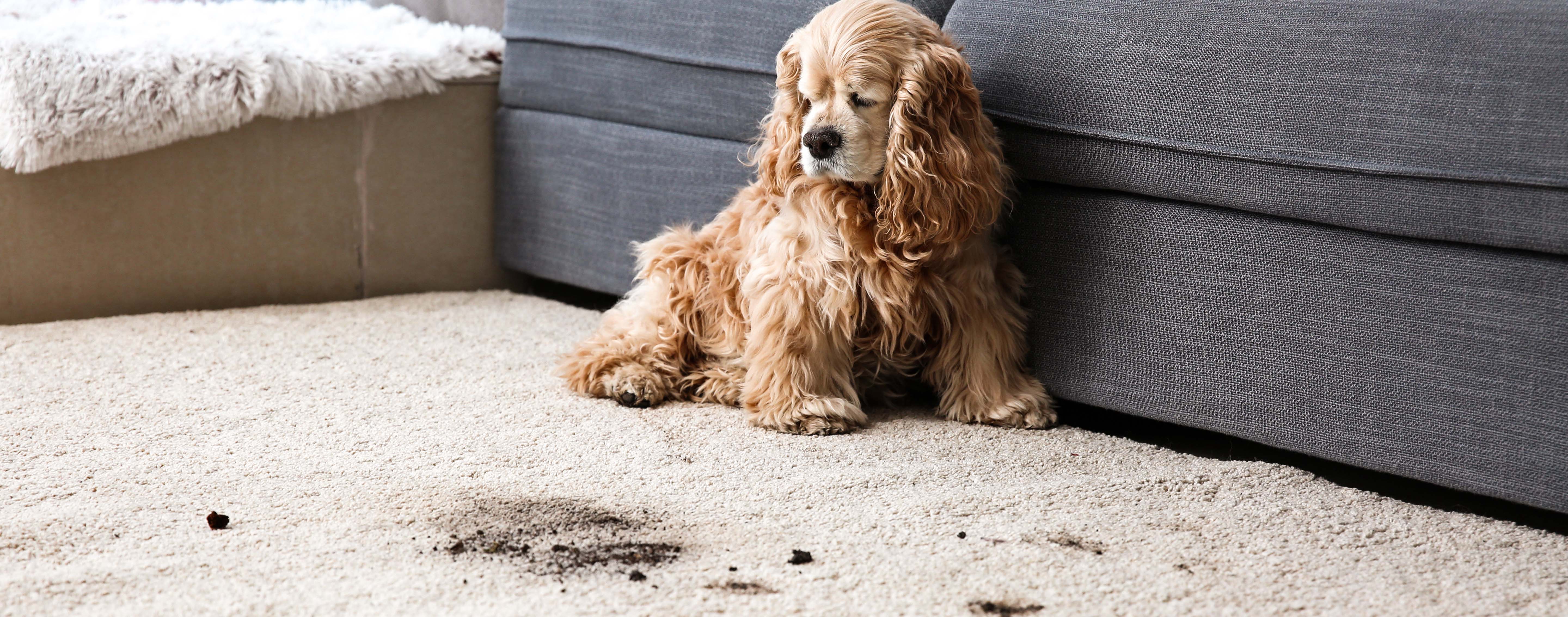 Carpet Cleaning Discounts Dirty carpet intro